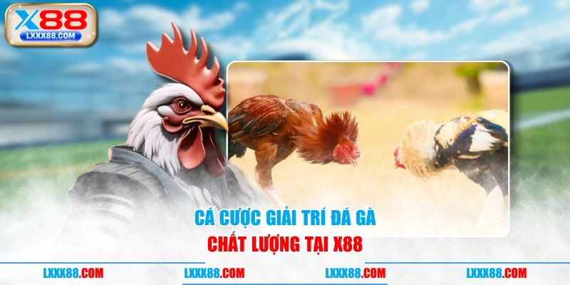 Cá cược giải trí đá gà chất lượng tại X88