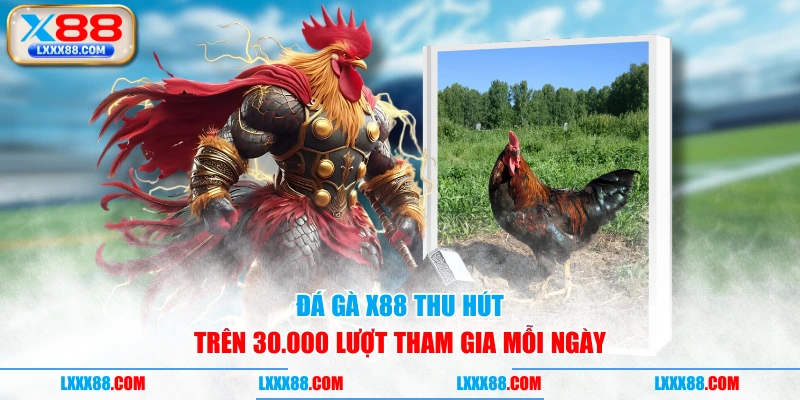 Đá gà X88 thu hút trên 30.000 lượt tham gia mỗi ngày