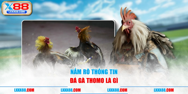 Nắm rõ thông tin đá gà Thomo là gì